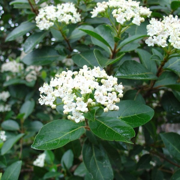 Viburnum plicatum (Japon Kartopu)-Yaprak Dökmeyen Kartopu Fidanı 40-70 cm