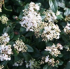 Viburnum plicatum (Japon Kartopu)-Yaprak Dökmeyen Kartopu Fidanı 40-70 cm