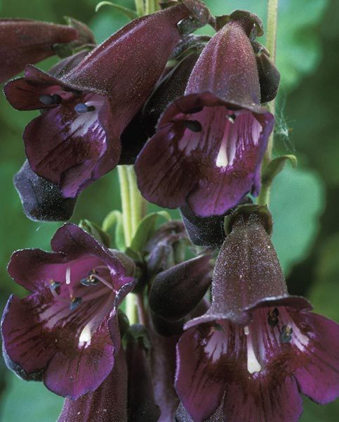 Kuzgun Penstemon Fidesi çok yıllık Raven Bird Series-Penstemon 6