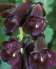 Kuzgun Penstemon Fidesi çok yıllık Raven Bird Series-Penstemon 6