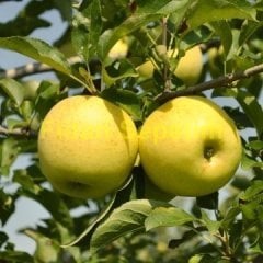 Elma (Golden Delicious) Fidanı 200-230 cm 5 Yaş