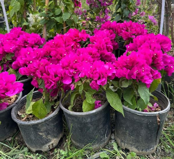Bodur Begonvil Fidanı 40-80 cm-Bol Çiçekli