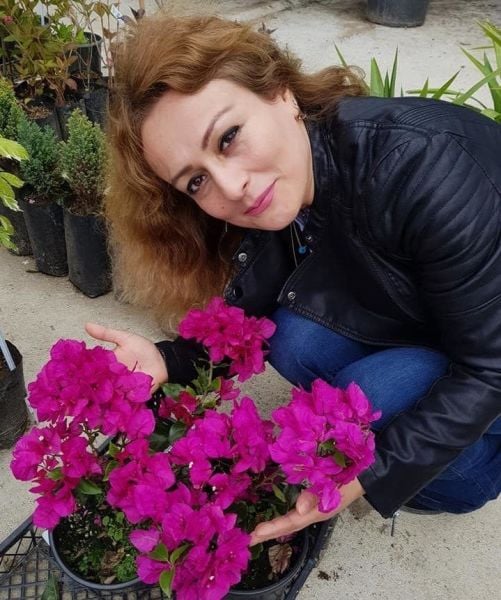 Bodur Begonvil Fidanı 40-80 cm-Çiçekli