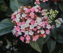Viburnum tinus (Defne Yapraklı Kartopu) Fidanı 40-60 cm