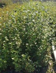 Viburnum tinus (Defne Yapraklı Kartopu) Fidanı 40-60 cm
