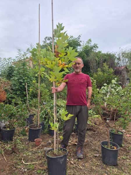 Lale Ağacı 200 cm-Saksıda
