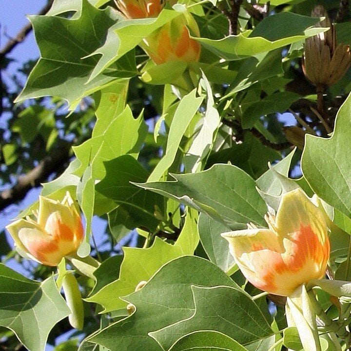 Lale Ağacı 100 cm-Saksıda