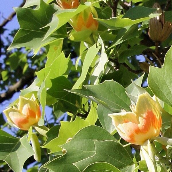 Lale Ağacı 100 cm-Saksıda