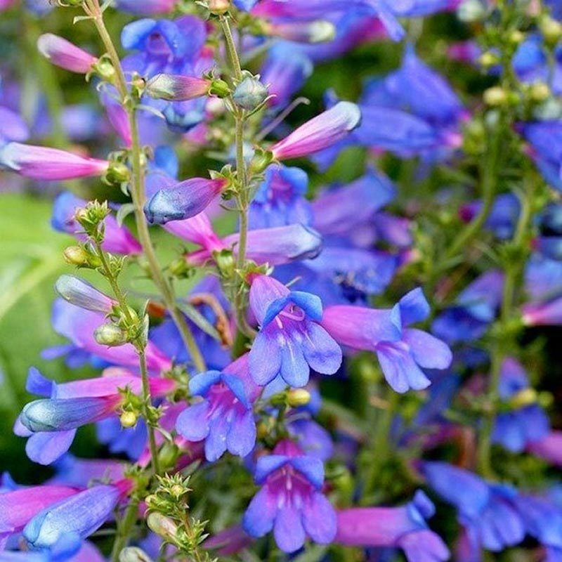 Cennet Mavisi Penstemon Fidesi çok Yıllık Heavenly Blue 0-20 cm