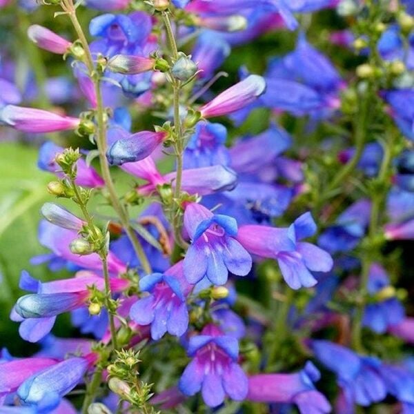 Cennet Mavisi Penstemon Fidesi çok Yıllık Heavenly Blue 0-20 cm