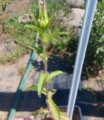 Cennet Mavisi Penstemon Fidesi çok Yıllık Heavenly Blue