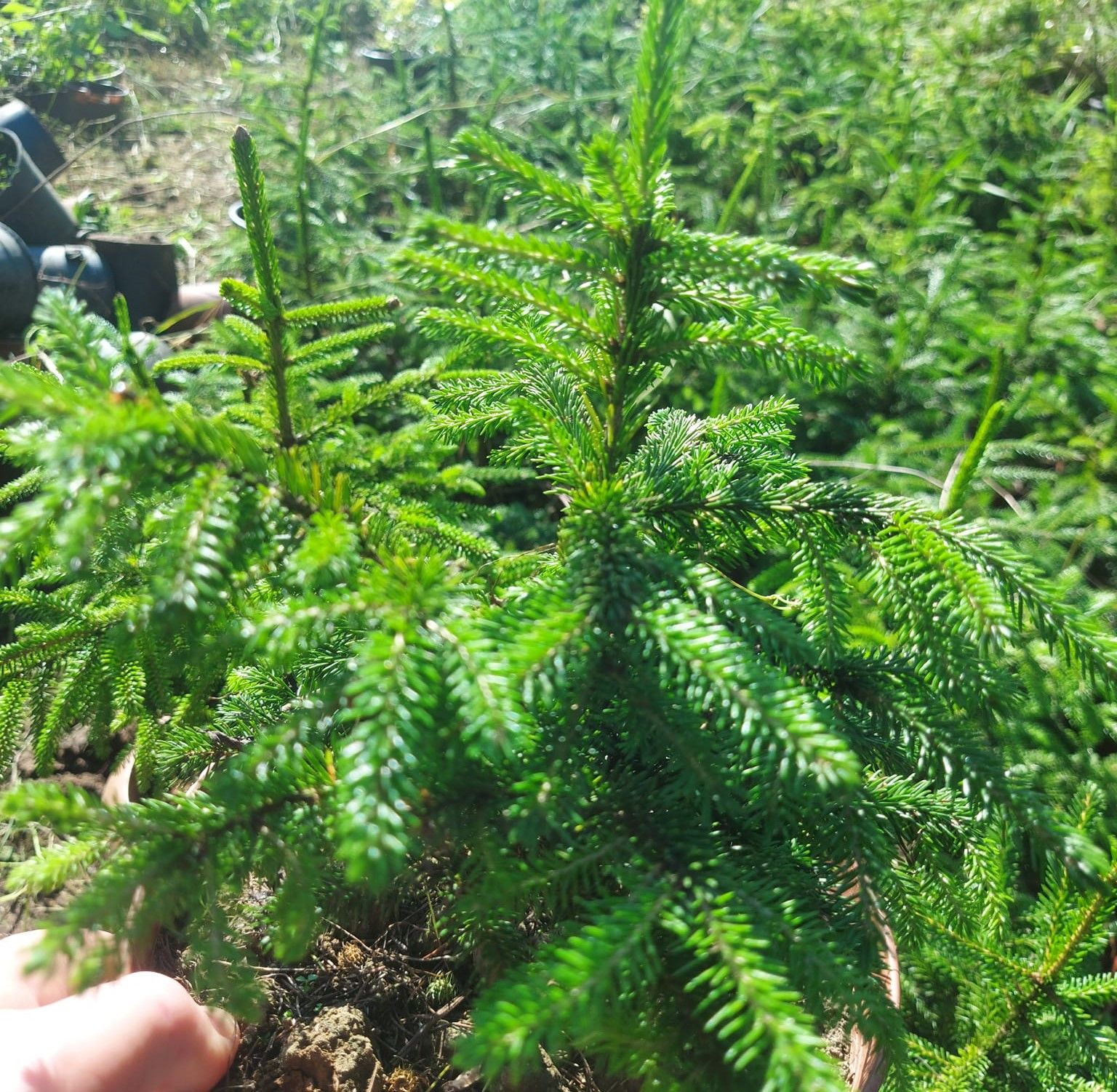 Picea Orientalis (Doğu Ladini) Fidanı