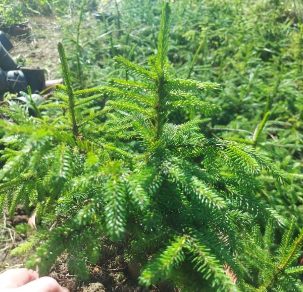 Picea Orientalis (Doğu Ladini) Fidanı