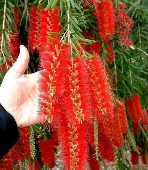 Callistemon Citrinus (Fırça Çalısı) Fidanı 120-170 cm