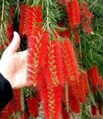 Callistemon Citrinus (Fırça Çalısı) Fidanı 80-120 cm