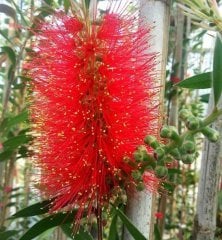Callistemon Citrinus (Fırça Çalısı) Fidanı 80-120 cm