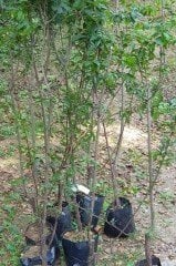Bir Ağaçta 2 Farklı Erik Can Ve Black Diomand Erik Fidanı