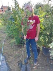 Callistemon Citrinus (Fırça Çalısı) Fidanı 120-170 cm