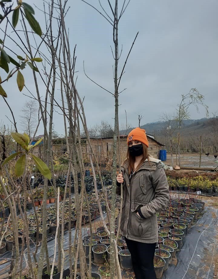 Fraxinus Excelsior Dişbudak Ağacı Fidanı 220-250 cm
