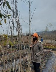 Fraxinus Excelsior Dişbudak Ağacı Fidanı 220-250 cm