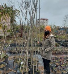 Fraxinus Excelsior Dişbudak Ağacı Fidanı 220-250 cm
