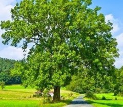 Fraxinus Excelsior Dişbudak Ağacı Fidanı 220-250 cm