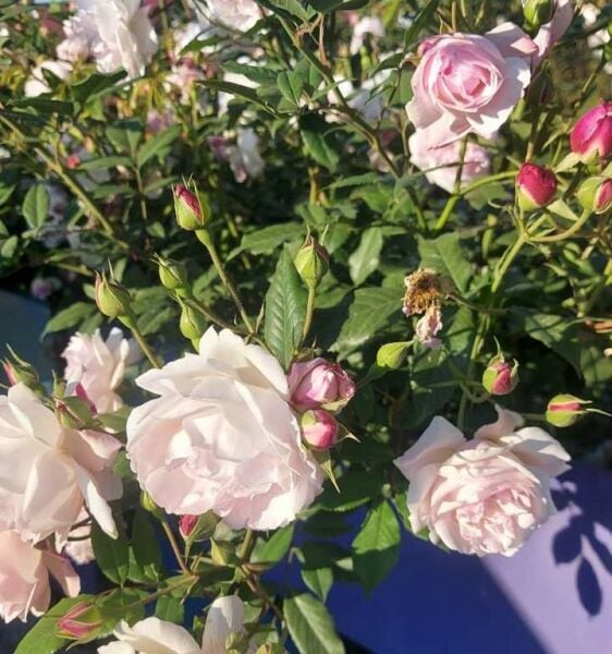 Yediveren Gülen Su Gül Fidanı 200 cm-Anaç Bitki