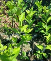 Euonymus latifolius (Papaz Külahı) 40-60 cm