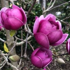 Magnolia Black Tulip-İthal Boy 30-50 cm
