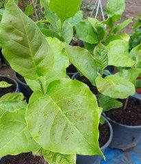 Magnolia Black Tulip-İthal Boy 30-50 cm