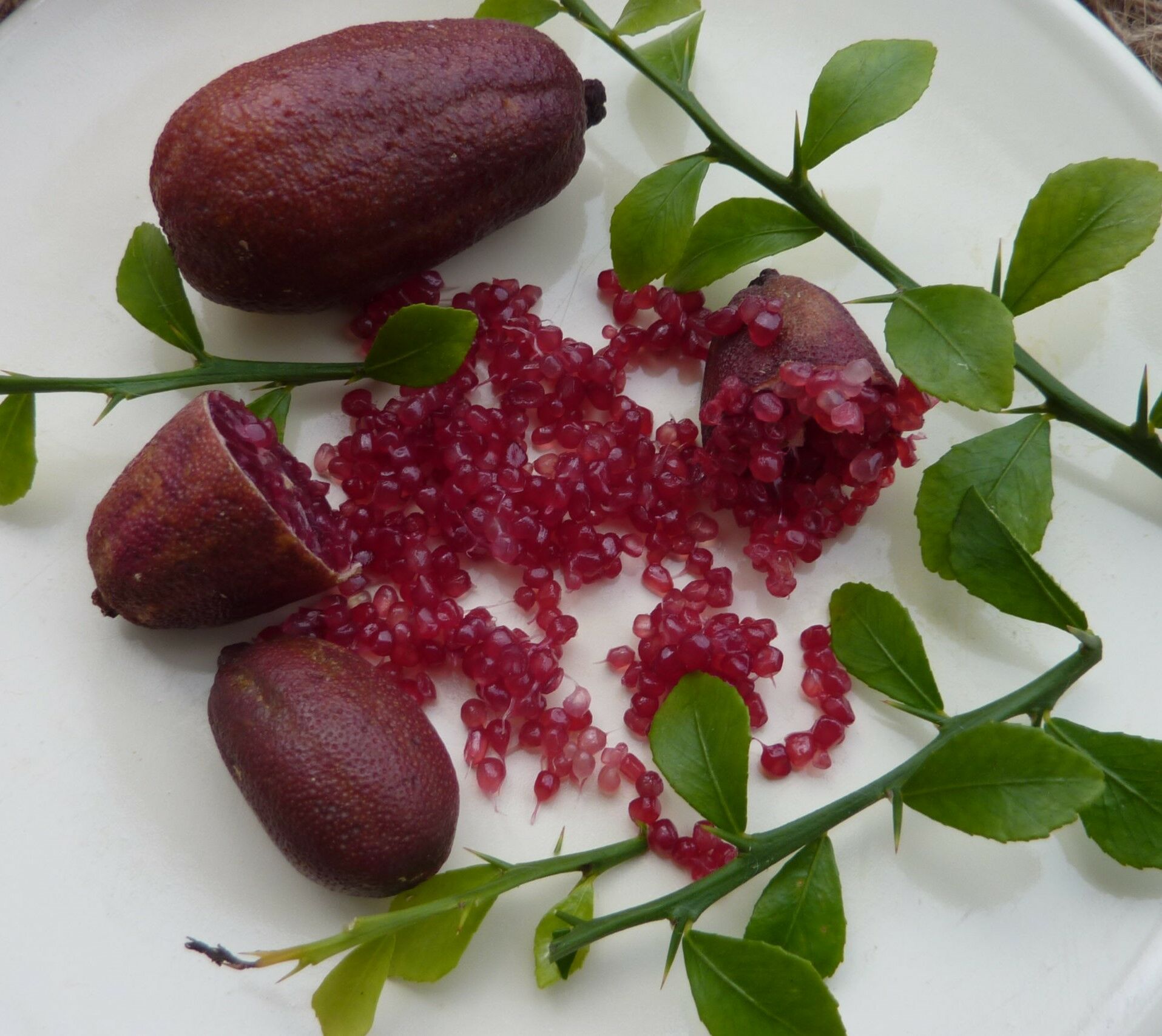 Finger Lime Red Champagne-7  Yaş Anaç Fidan