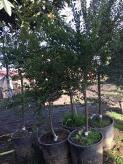 Finger Lime Red Champagne-7  Yaş Anaç Fidan