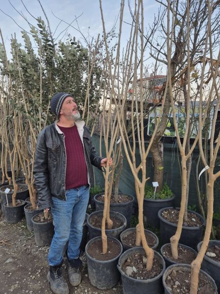 Avusturalya Dutu 5 Yaş 200-250 cm-Gövde Çevresi 8-10 cm