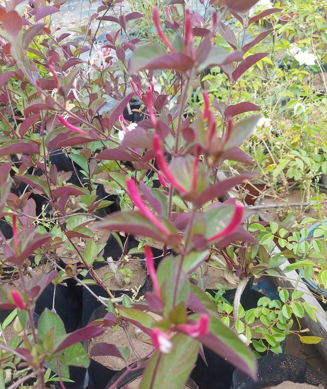 Kokulu Hanımeli Fidesi Kırmızı Beyaz Sarı Çiçekli Lonicera Japonica Repens