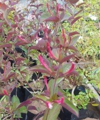 Kokulu Hanımeli Fidesi Kırmızı Beyaz Sarı Çiçekli Lonicera Japonica Repens