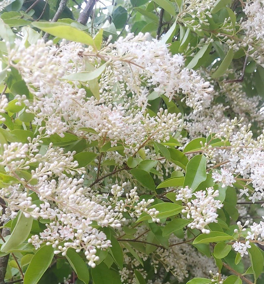 Ligustrum japonicum 'Recurvifolium' 270-300 cm-Parfüm Kokulu