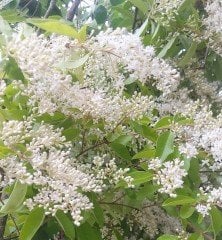 Ligustrum japonicum 'Recurvifolium' 270-300 cm-Parfüm Kokulu