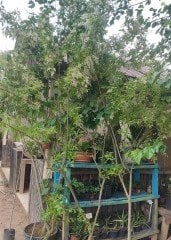 Ligustrum japonicum 'Recurvifolium' 270-300 cm-Parfüm Kokulu
