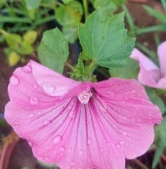 Pamuk Çiçeği Genta Lavatera Trimestris Fidesi 0-20 cm