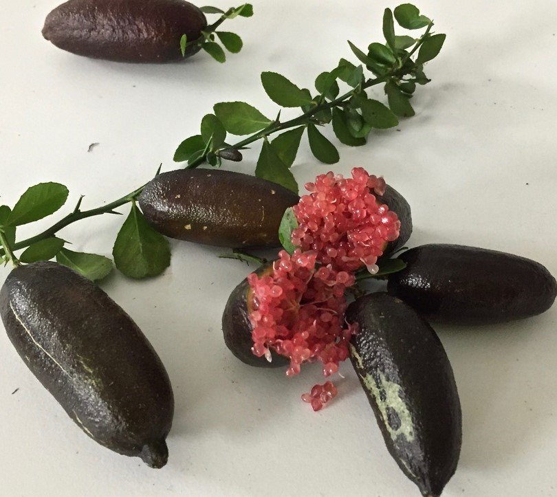 Finger Lime - Byron Sunrise Sadece ve Sadece Botanik Market Seralarında