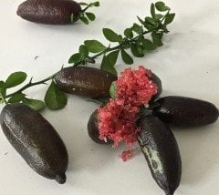 Finger Lime - Byron Sunrise Sadece ve Sadece Botanik Market Seralarında