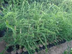 Finger Lime - Byron Sunrise Sadece ve Sadece Botanik Market Seralarında