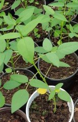 Erythrina Crista Galli-Mercan Ağacı fidanı 60 cm