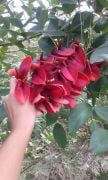 Erythrina Crista Galli-Mercan Ağacı fidanı 60 cm