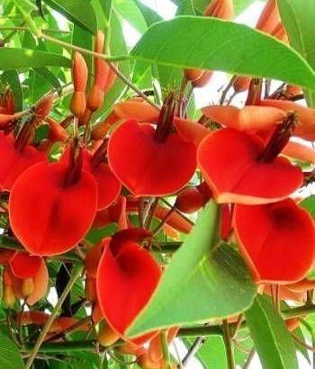 Erythrina Crista Galli-Mercan Ağacı fidanı 60 cm