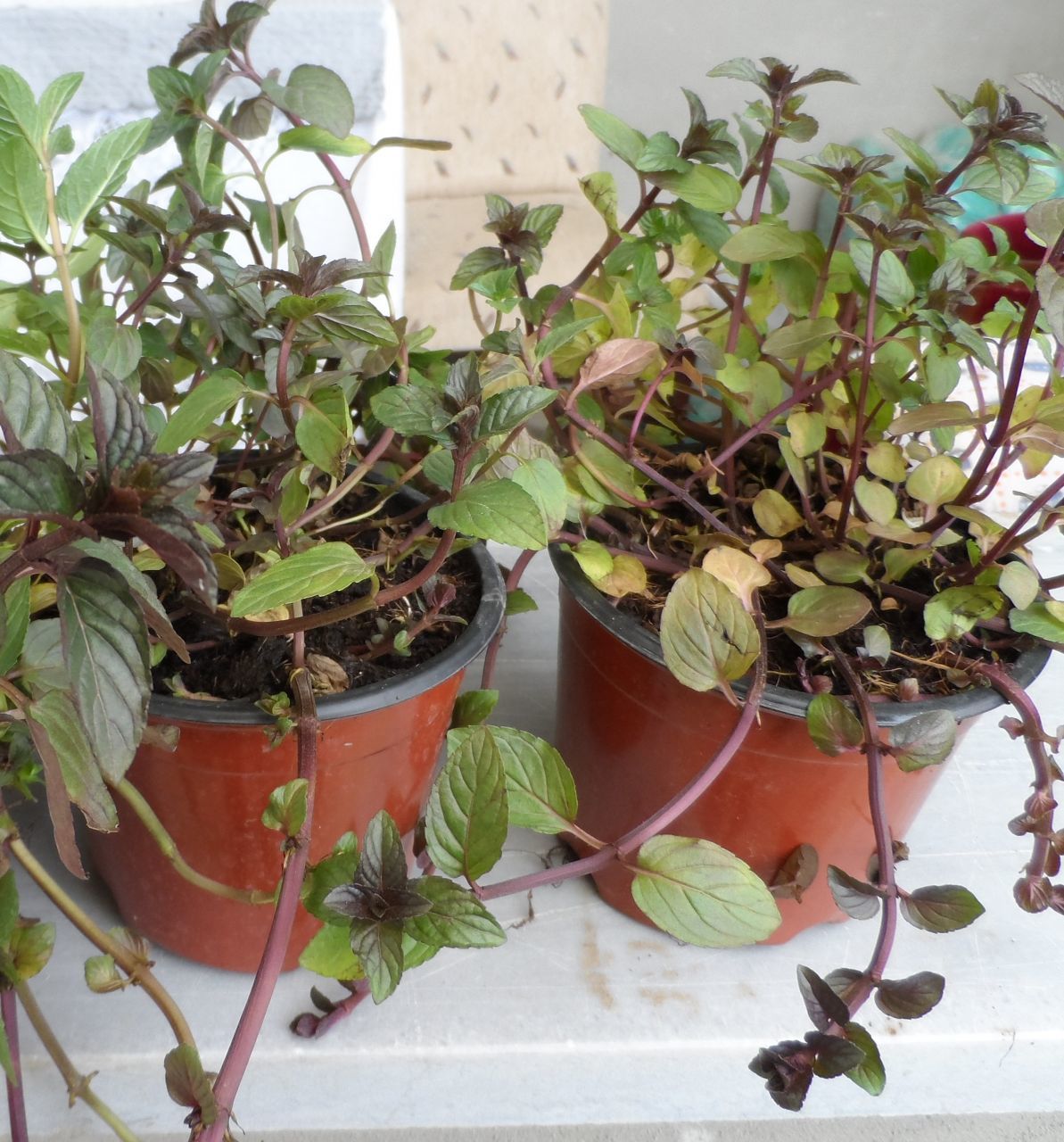 Mentol Kokulu İthal Nane Fidanı