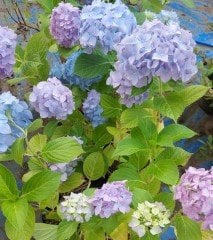 Mavi Ortanca Fidanı