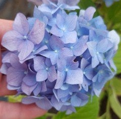 Mavi Ortanca Fidanı