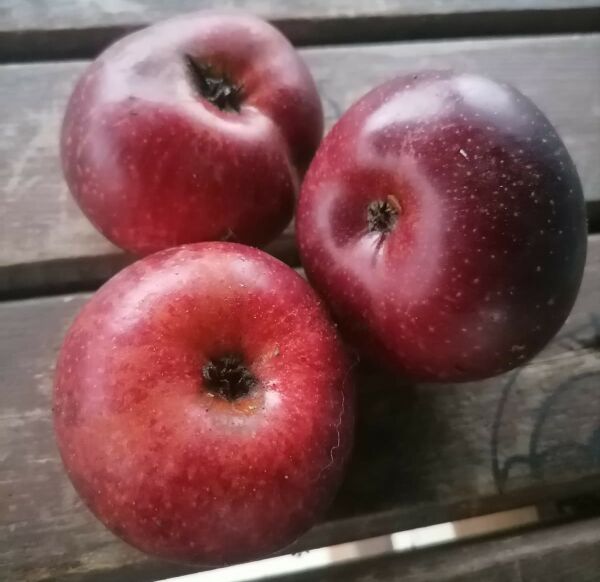 Karabey Elması Fidanı 150 cm