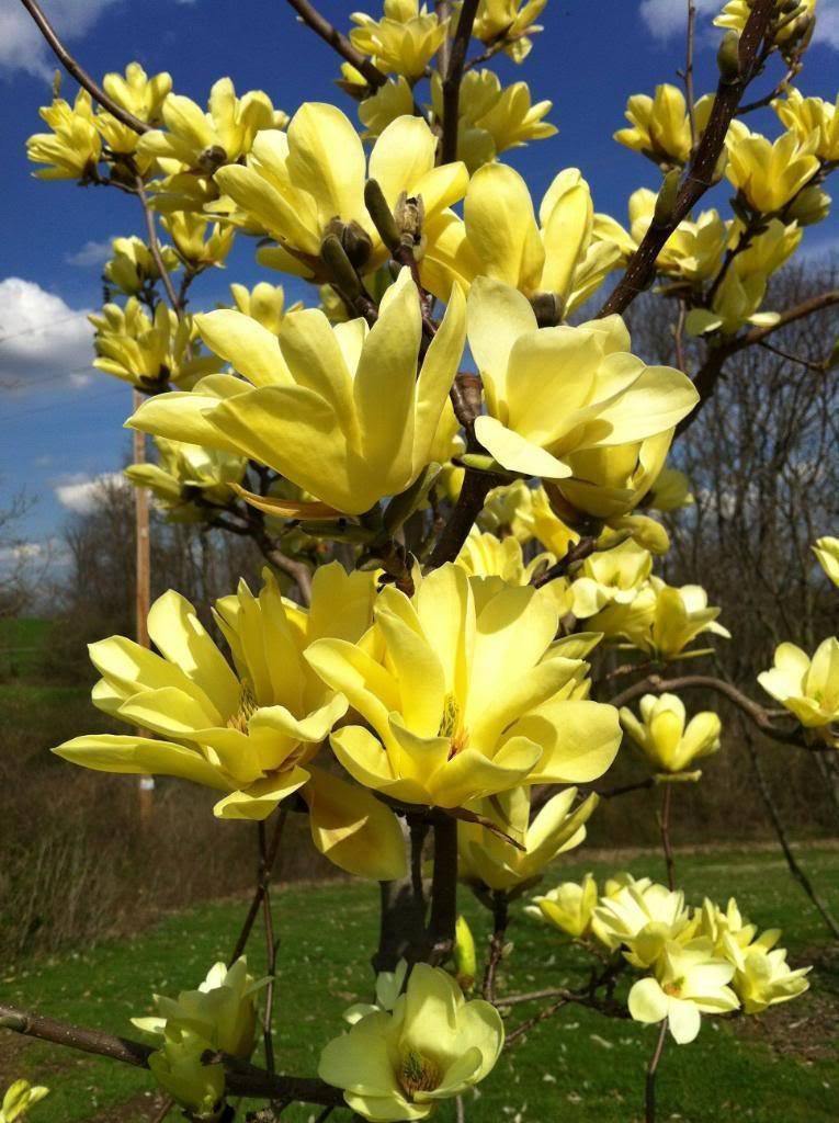 Magnolia Yellow Bird Sarı Manolya Fidanı 30-50 cm